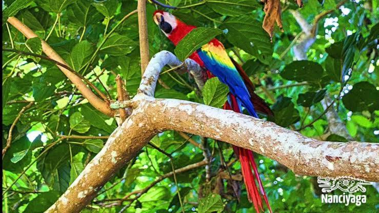 Cabanas Ixaya Catemaco Bagian luar foto
